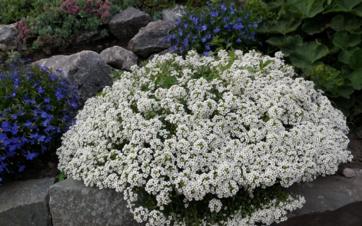 Лобулярия морская свиталисум