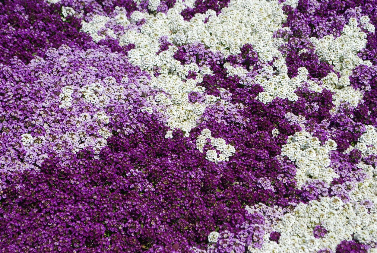 Алиссум Golf Violet