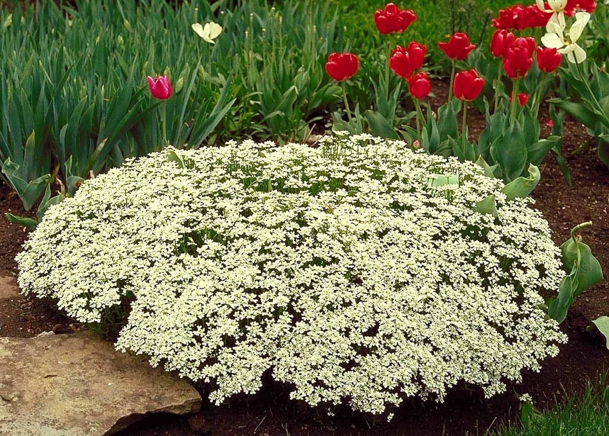 Иберис Альпийский