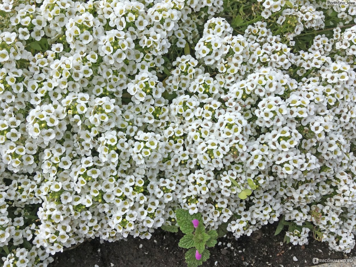 Алиссум медовый