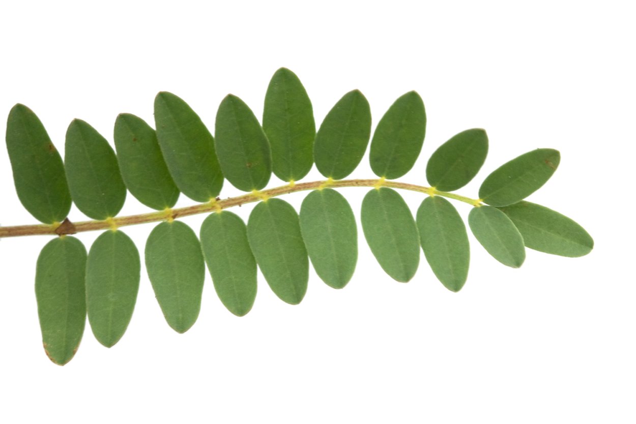 Fraxinus Americana листья