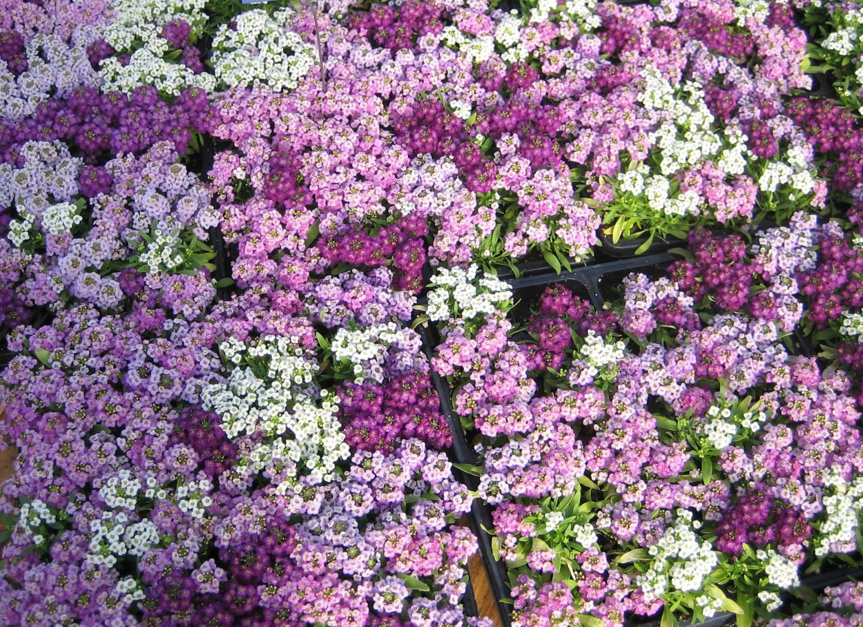 Алиссум лобулярия Каменник