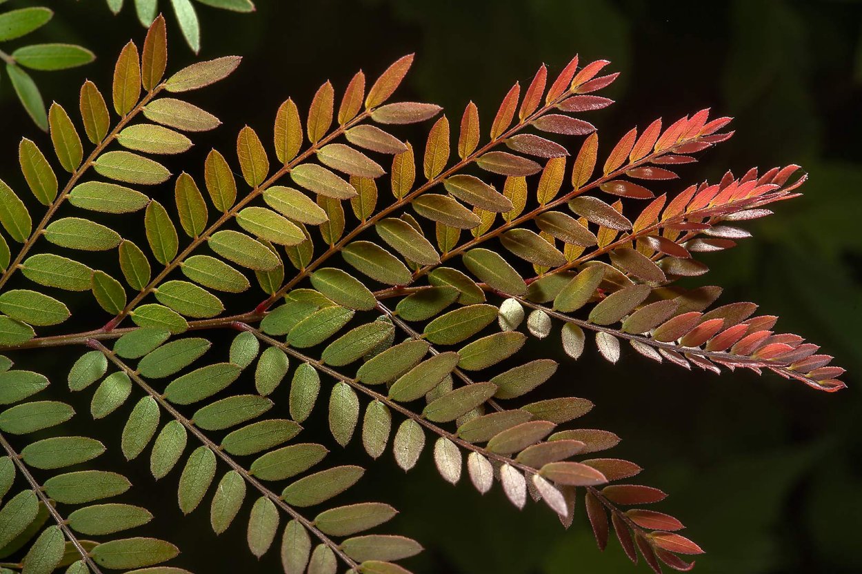 Гледичия трехколючковая Акация