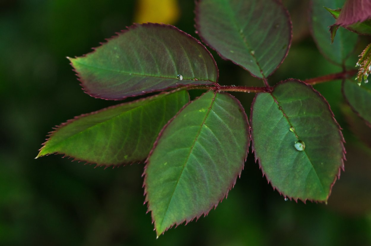 Непарноперистые листья