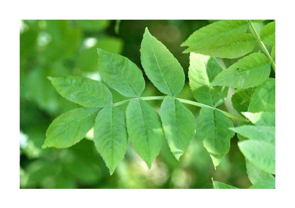 Ясень обыкновенный лист