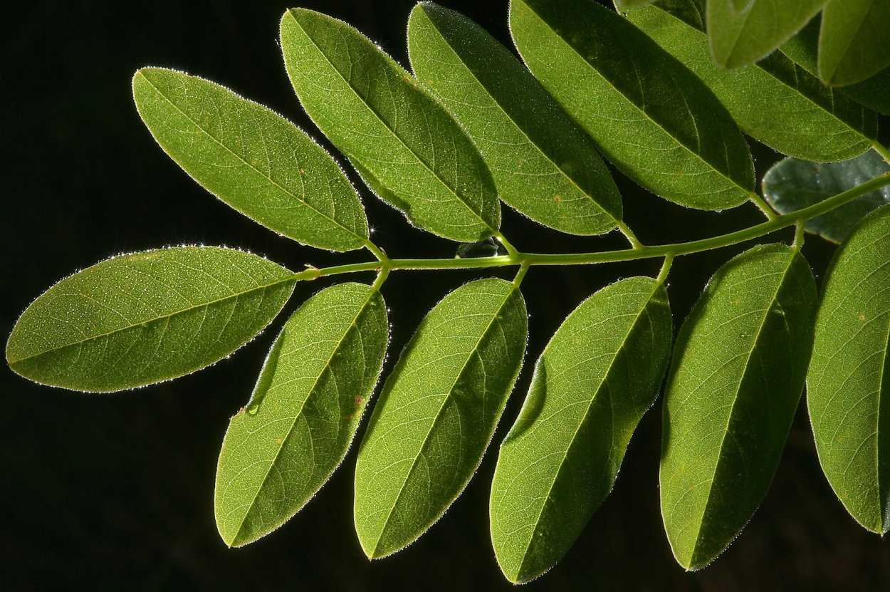 Деревья с непарноперистыми листьями