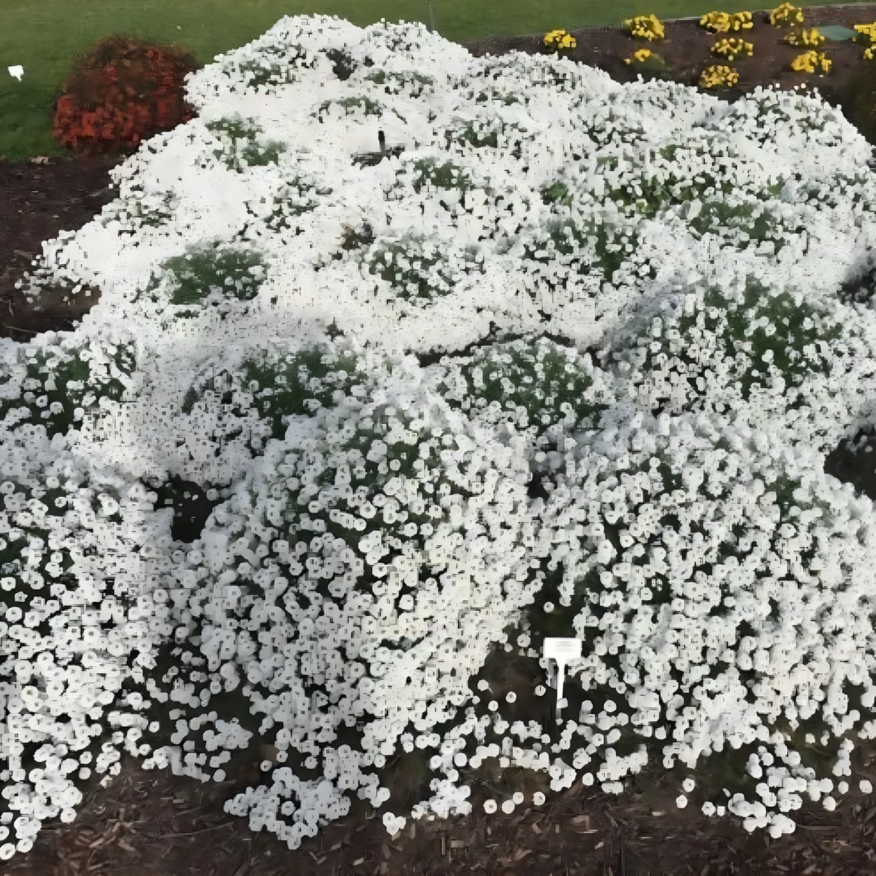 Алиссум Вондерленд Вайт