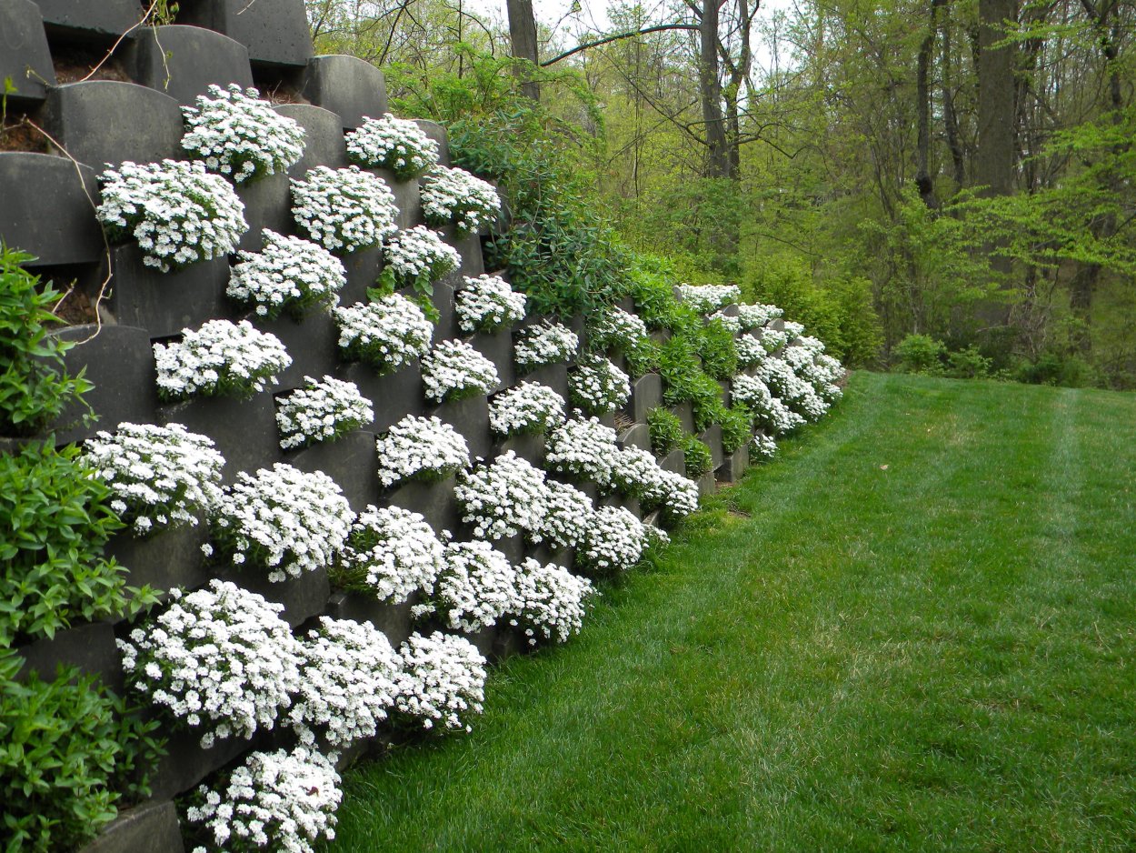 Лобулярию, лобелию, алиссум