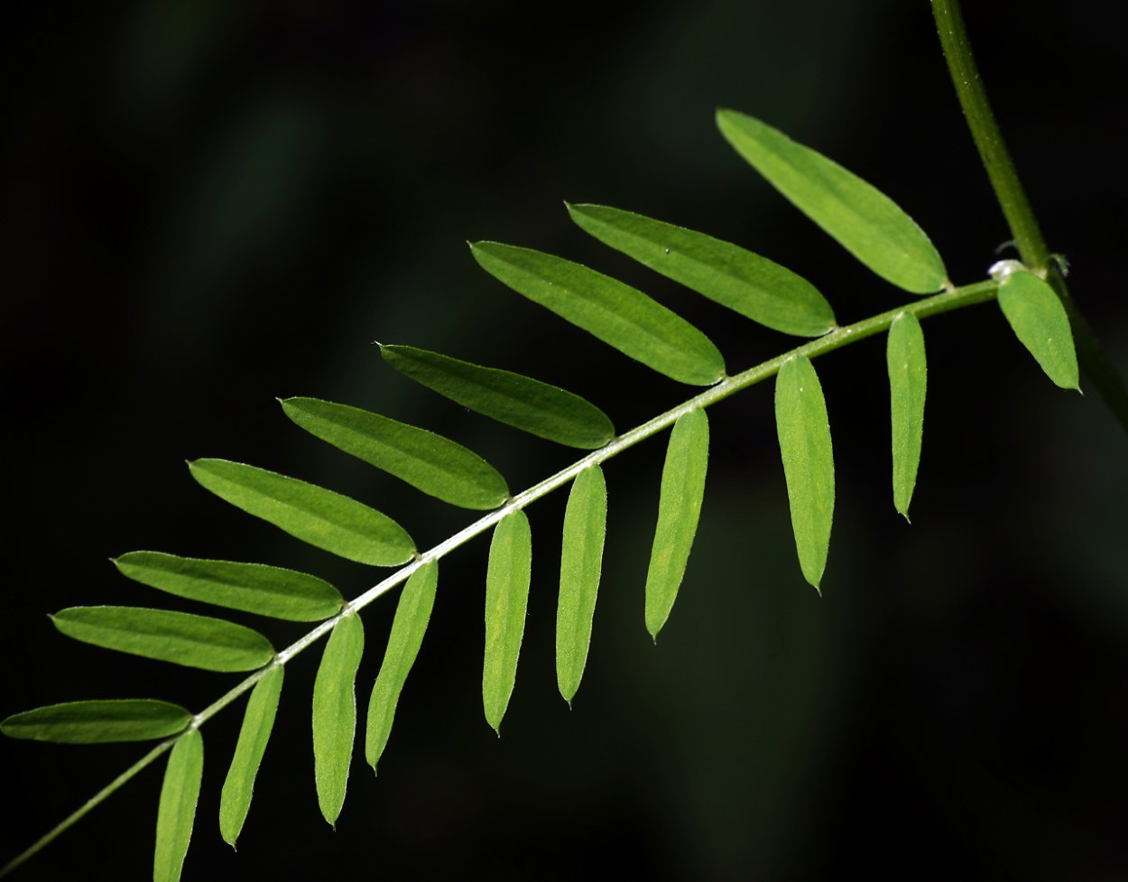 Зеленые листья розы