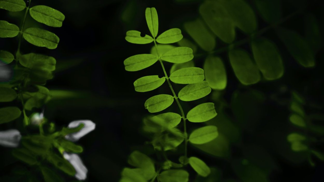 Листочки на белом фоне