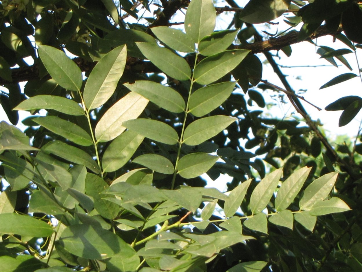 Листик референс