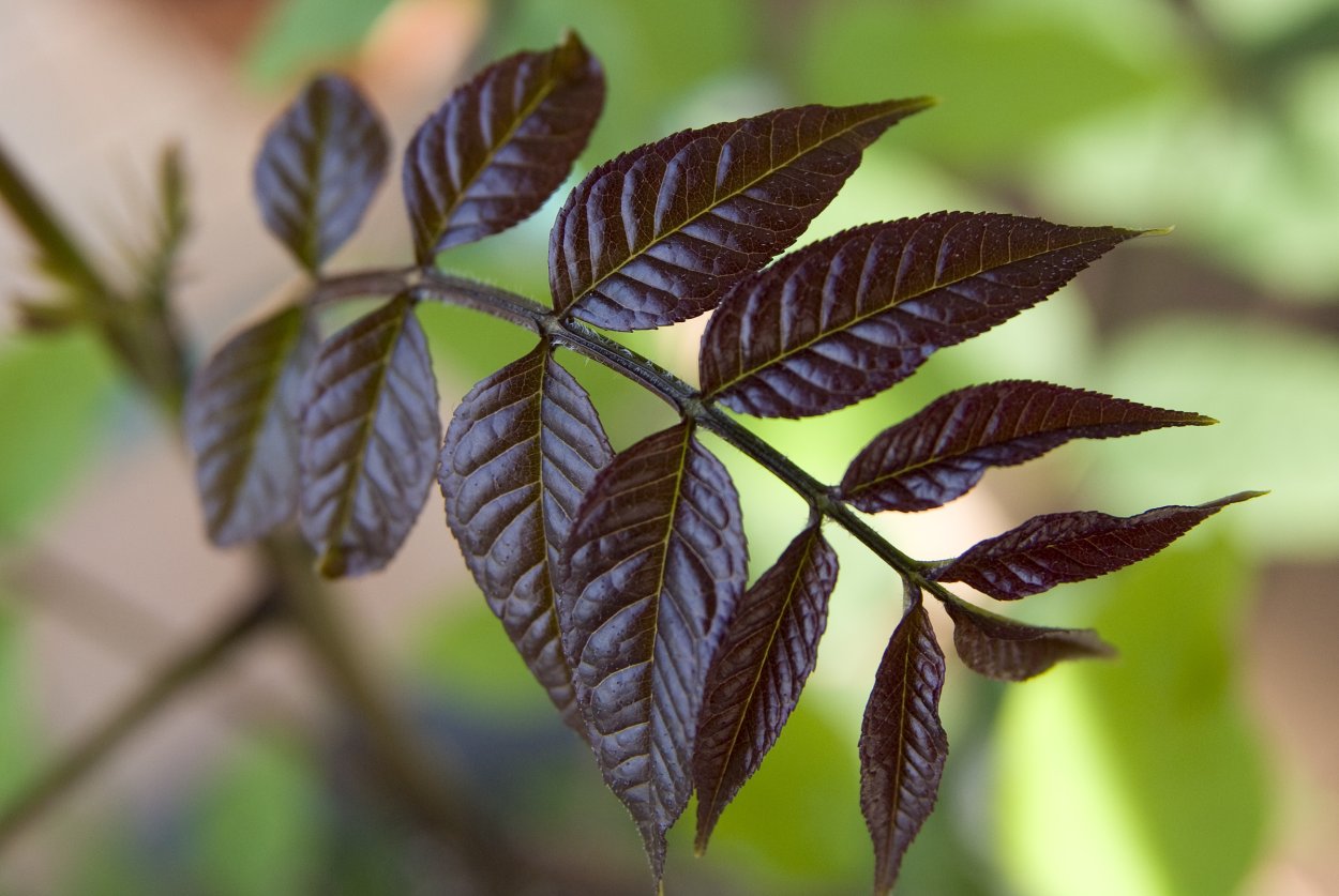 Робиния обыкновенная