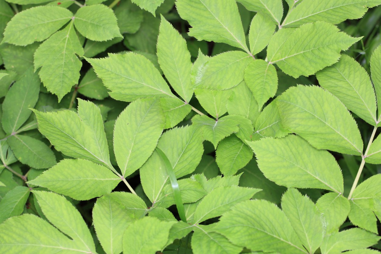 Рябинник сумахолистный