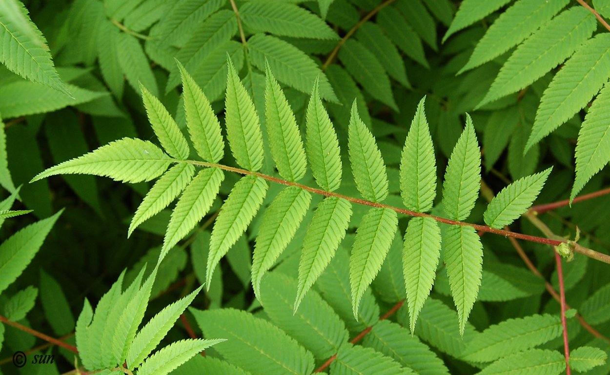 Ясень обыкновенный прилистники