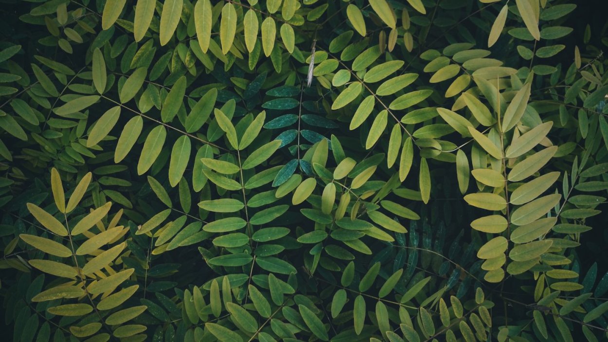 Растение Индигофера красильная