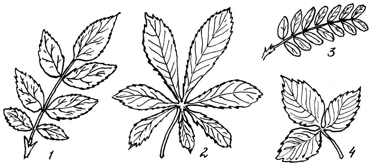 Рябиновый лист на белом фоне