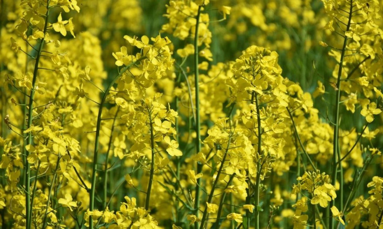 Рыжика посевного (Camelina Sativa),