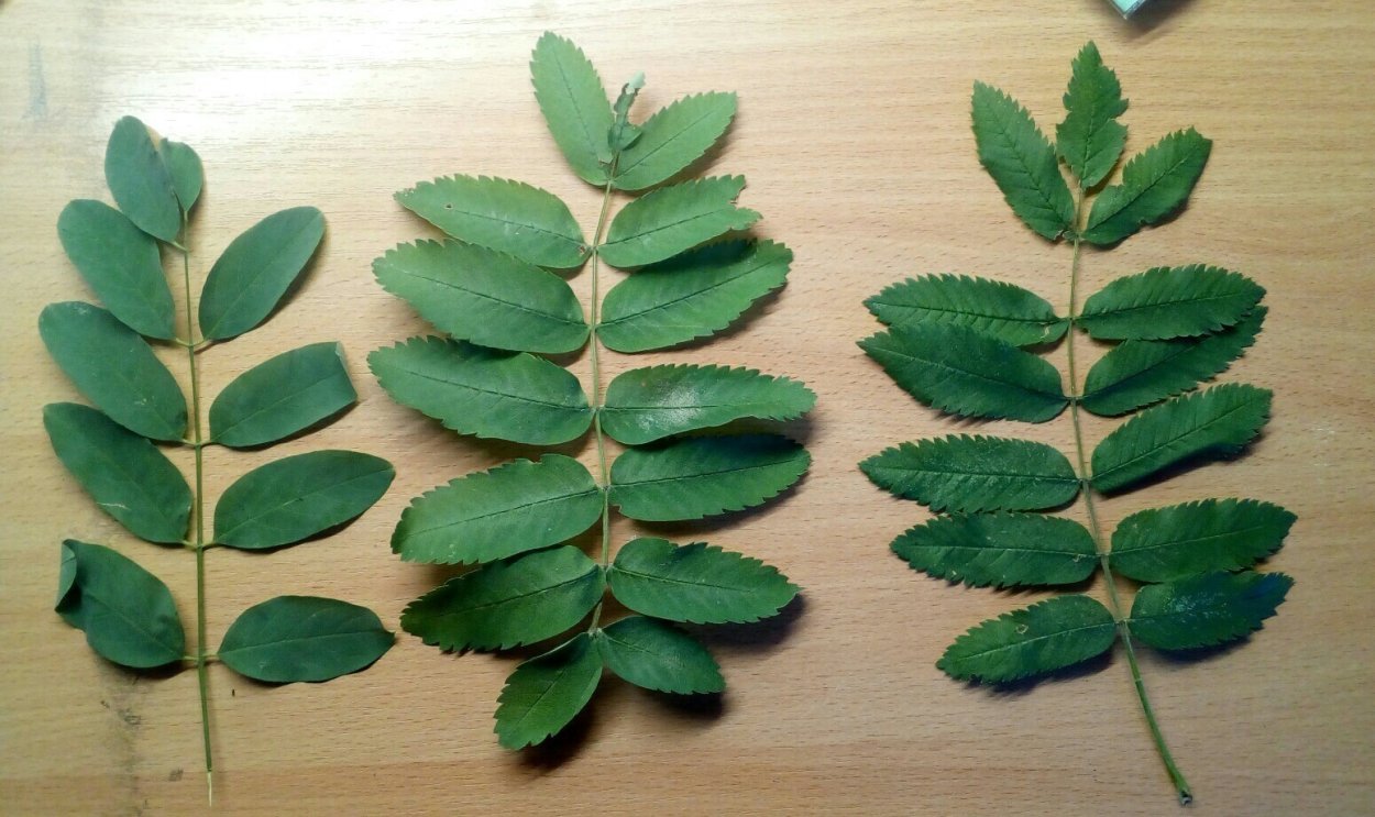 Листья тропических растений