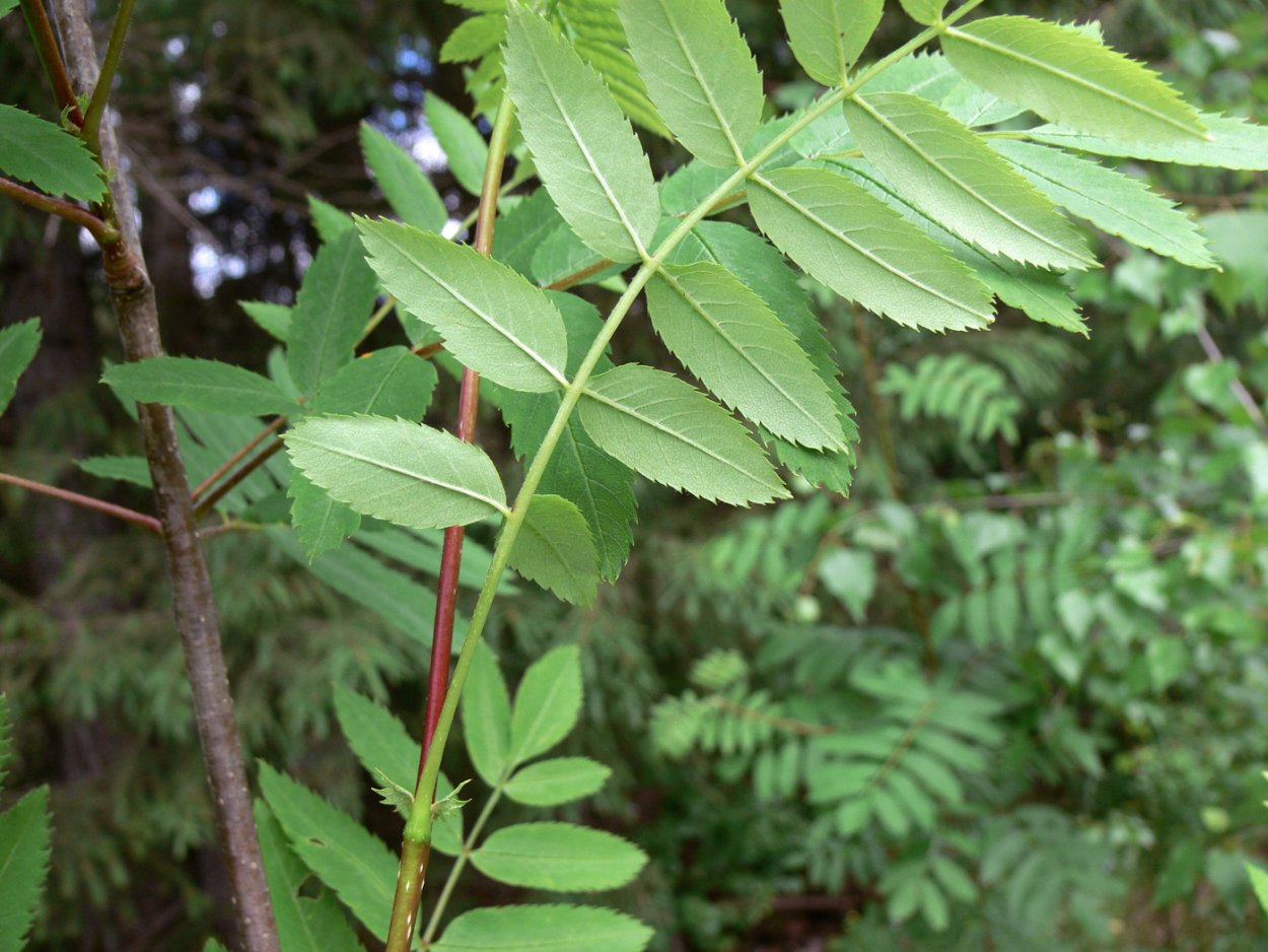 Pterocarpus dalbergioides