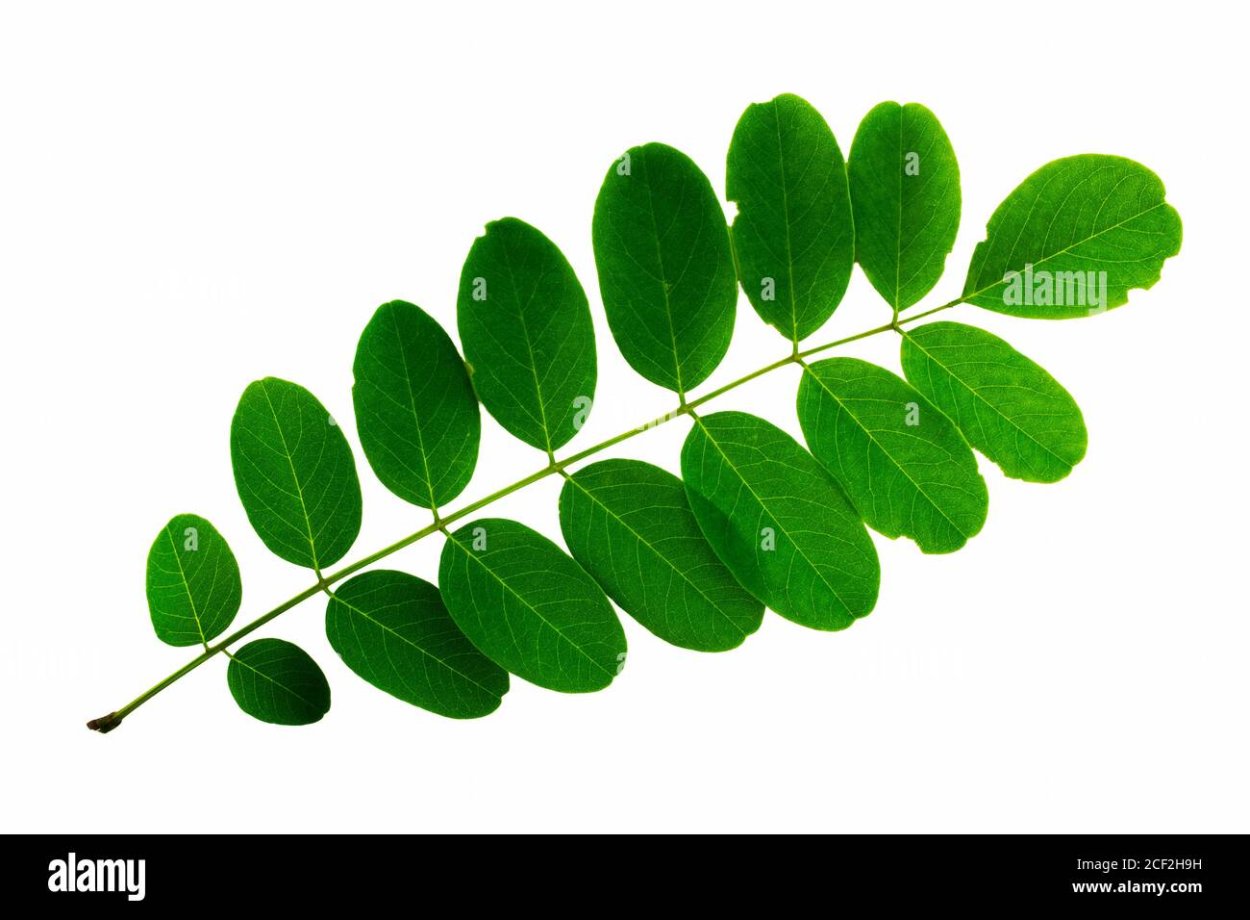 Густые листья