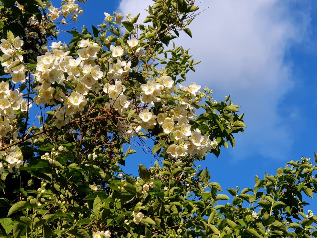 Цветущий Жасмин дерево