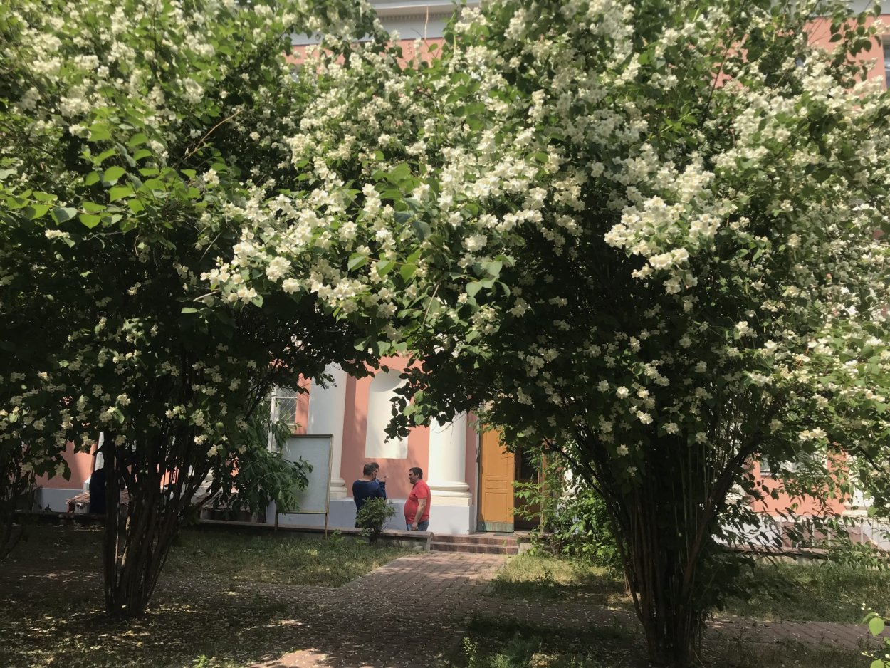 Чубушник дерево