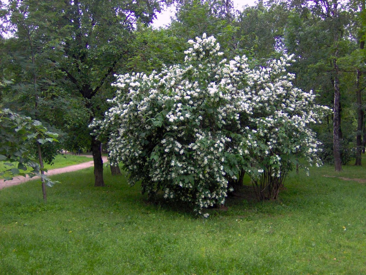 Чубушник Жасмин дерево