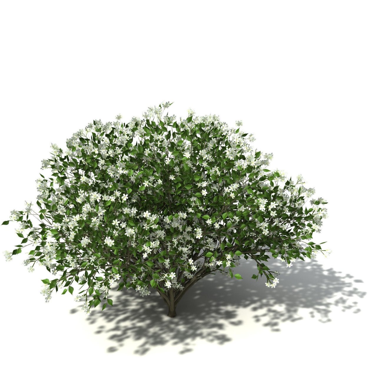 Чубушник венечный вид сверху