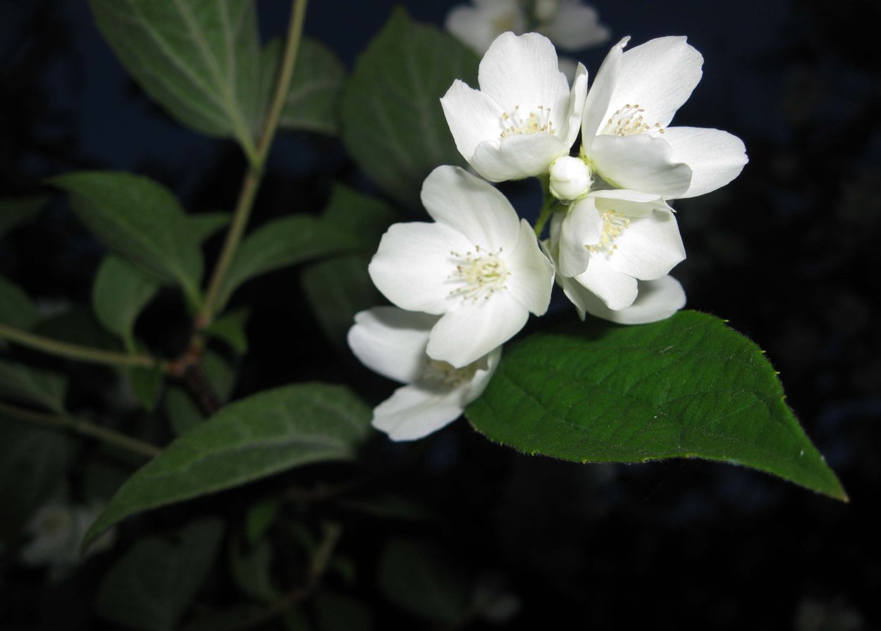 Чубушник венечный цветение