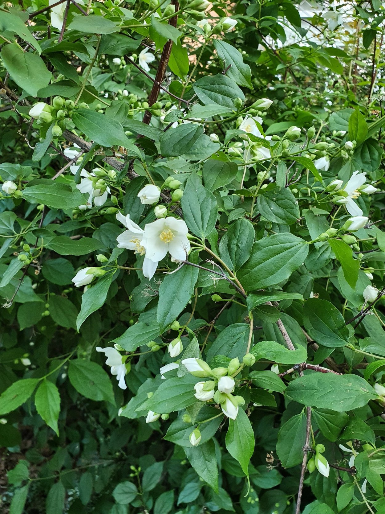 Жасмин чубушник плод