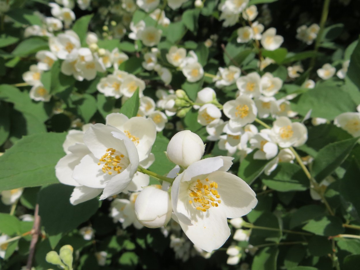 Жасмин дерево