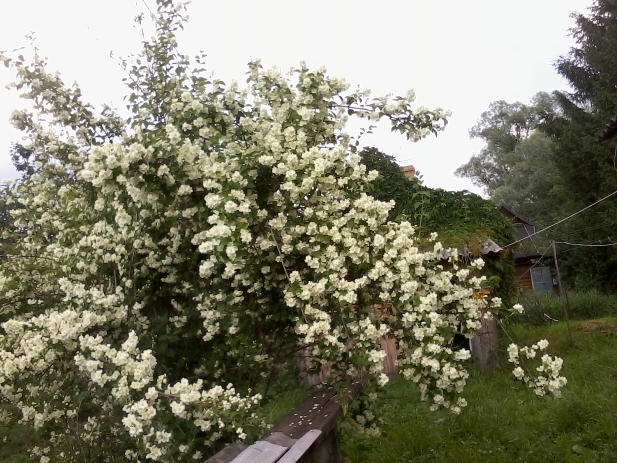 Кустарники Жасмин сирень