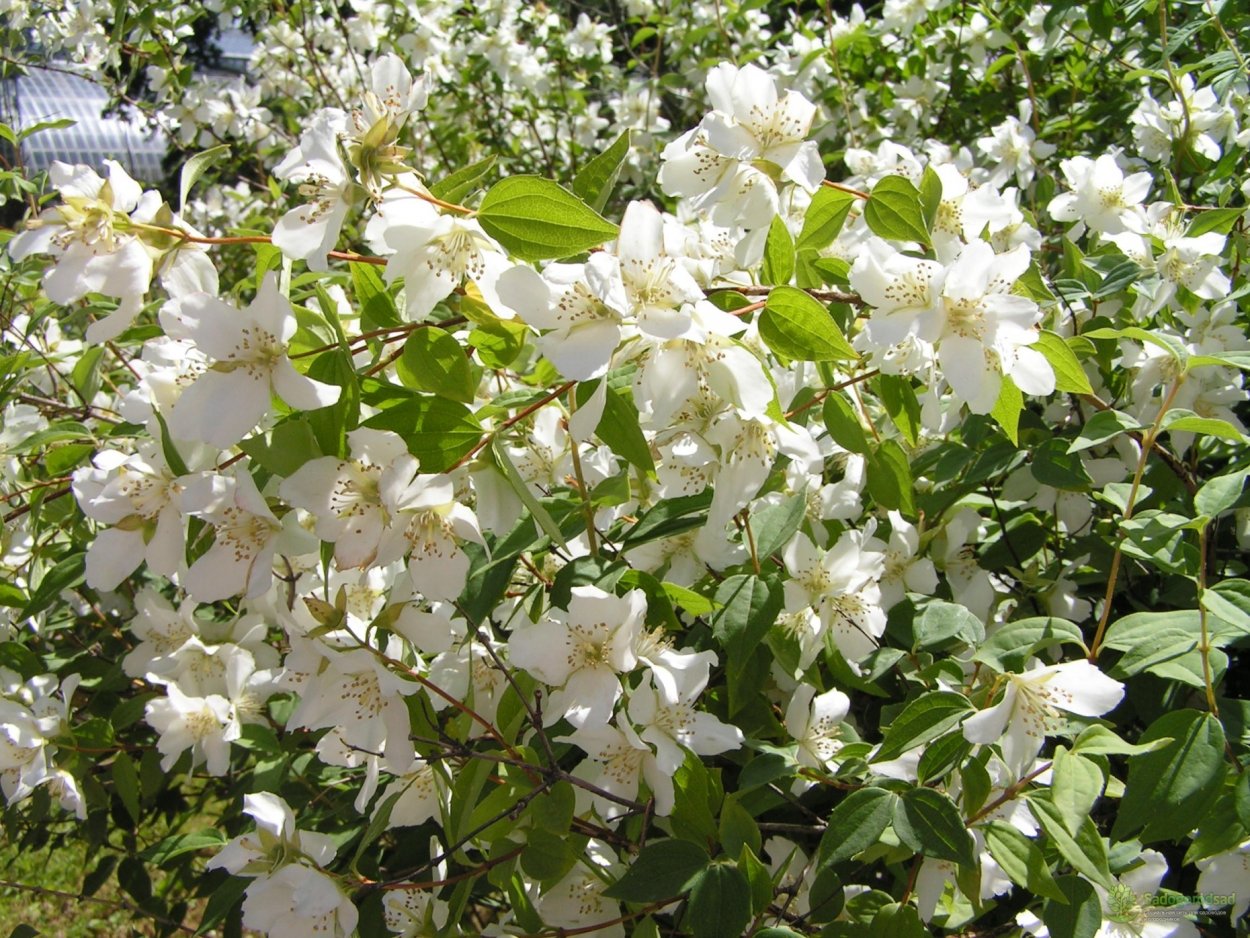 Чубушник обыкновенный Жасмин