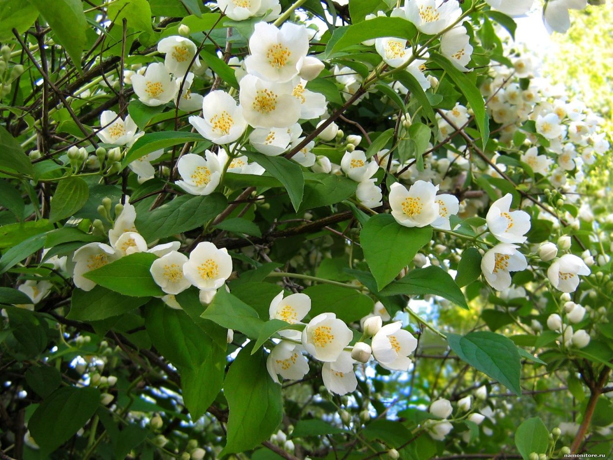 Жасмин растение