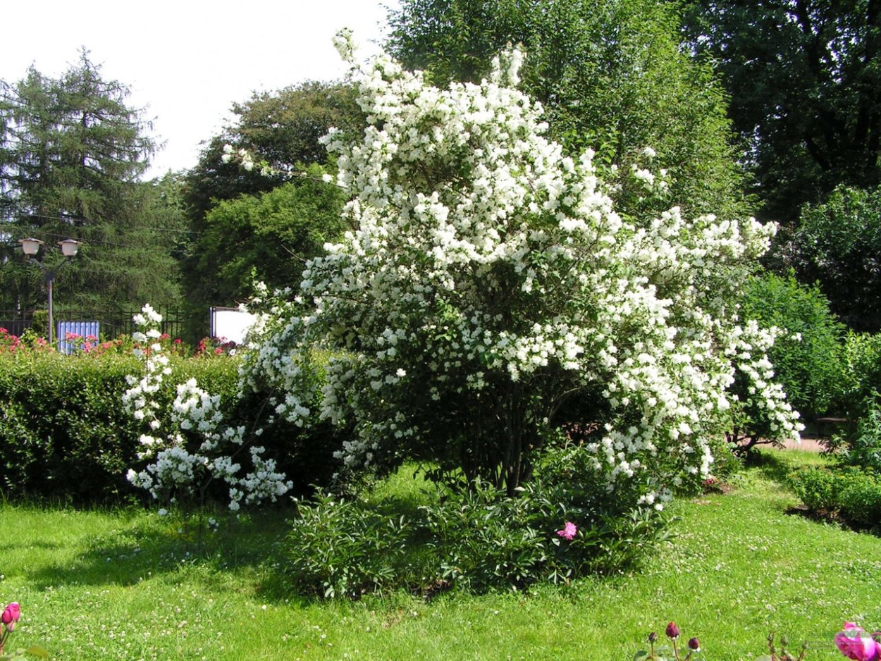 Чубушник Зоя Космодемьянская