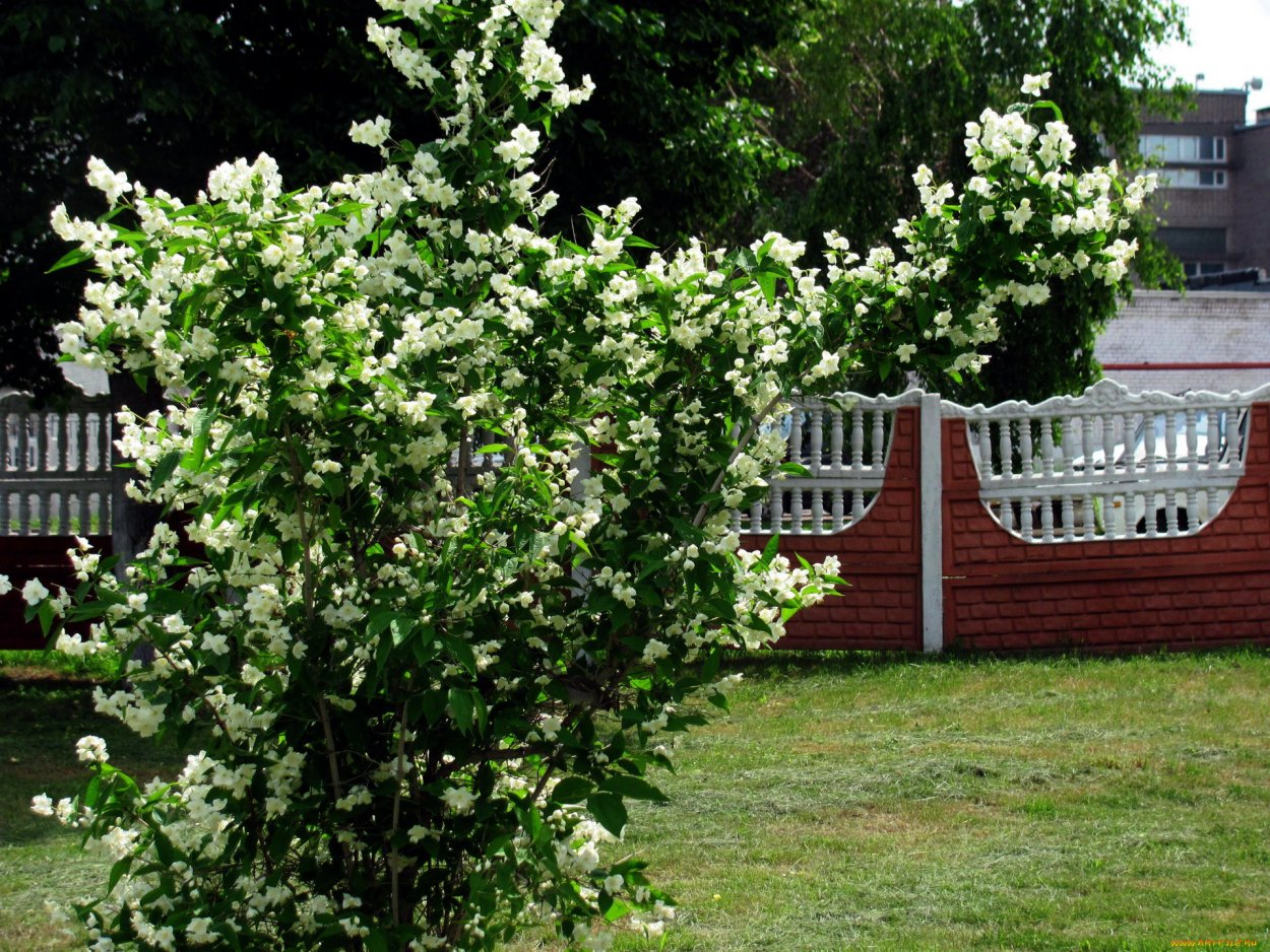 Чубушник Жасмин дерево