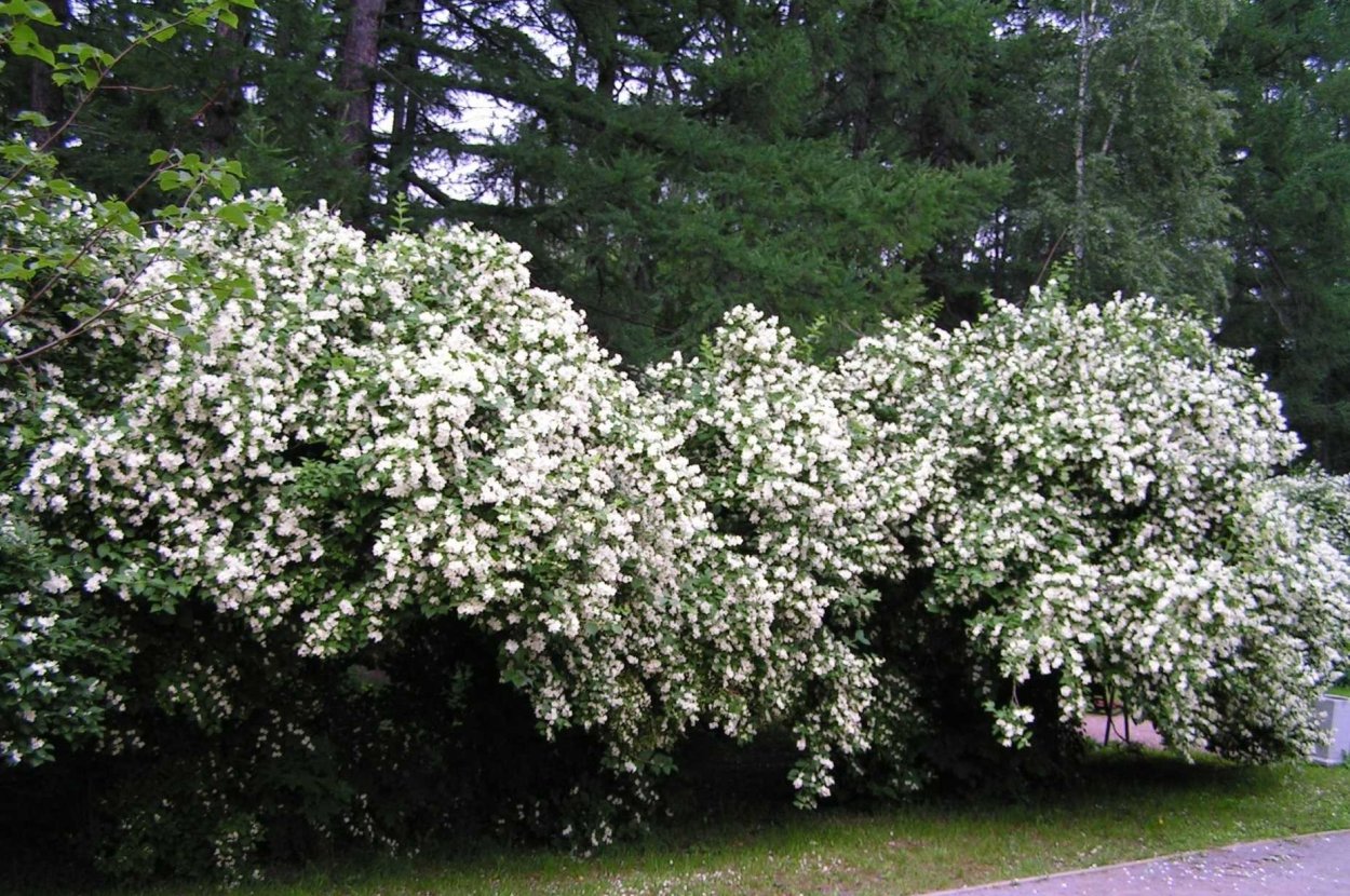 Жасмин (чубушник) венечный