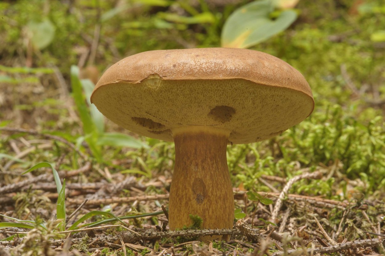 Польский гриб Imleria Badia