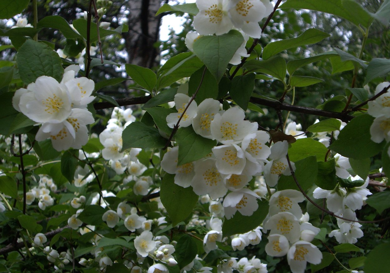 Чубушник Льюиса