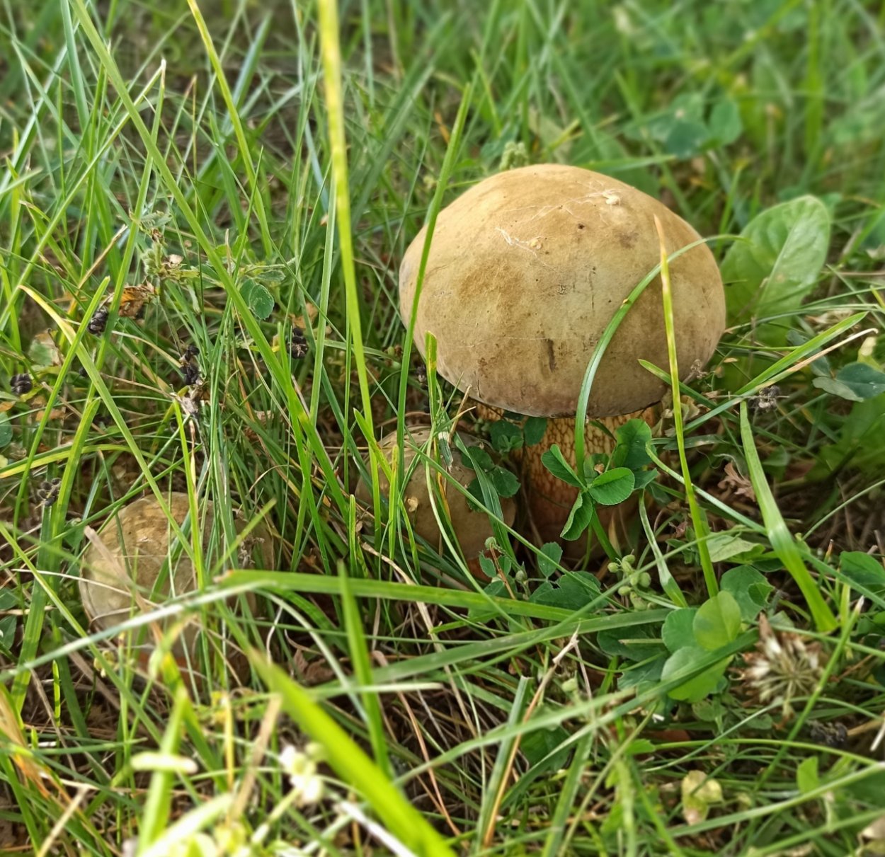 Грибы моховик Дубовик