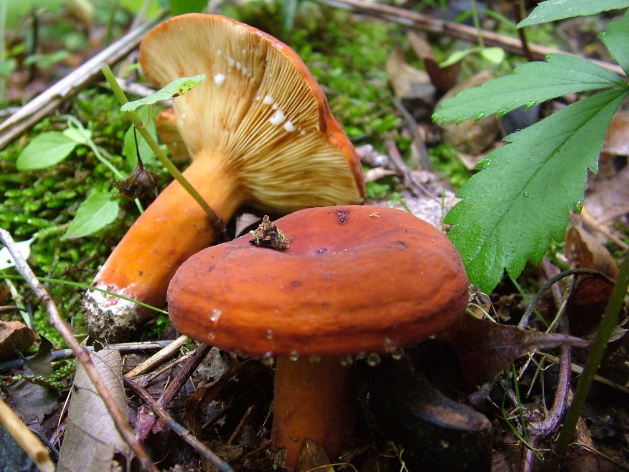 Млечник серо-розовый Lactarius helvus