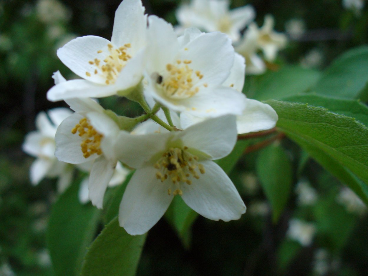 Жасмин куст Маслиновые