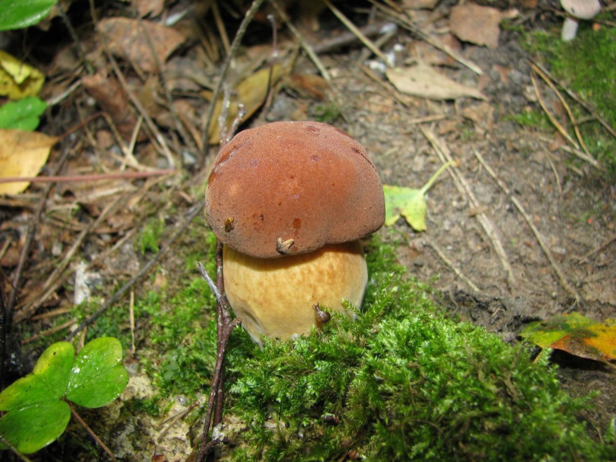 Моховик Боровик гриб