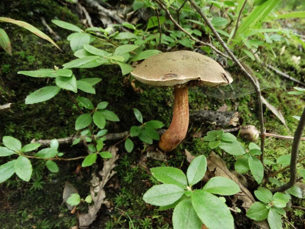 Обабок Дальневосточный