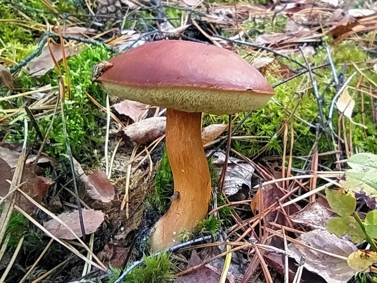 Моховик польский гриб