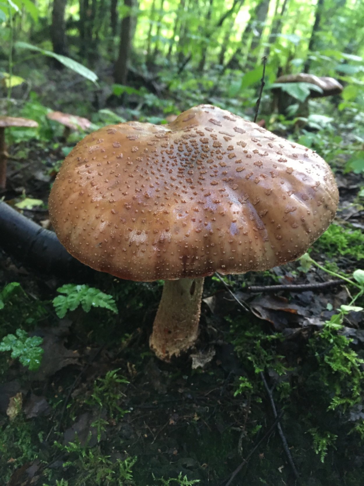 Млечник подорешник гриб