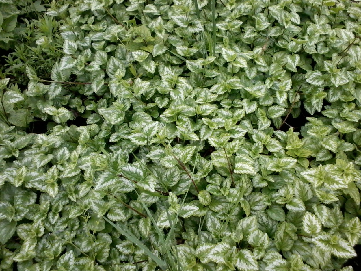 Яснотка зеленчуковая (Зеленчук)