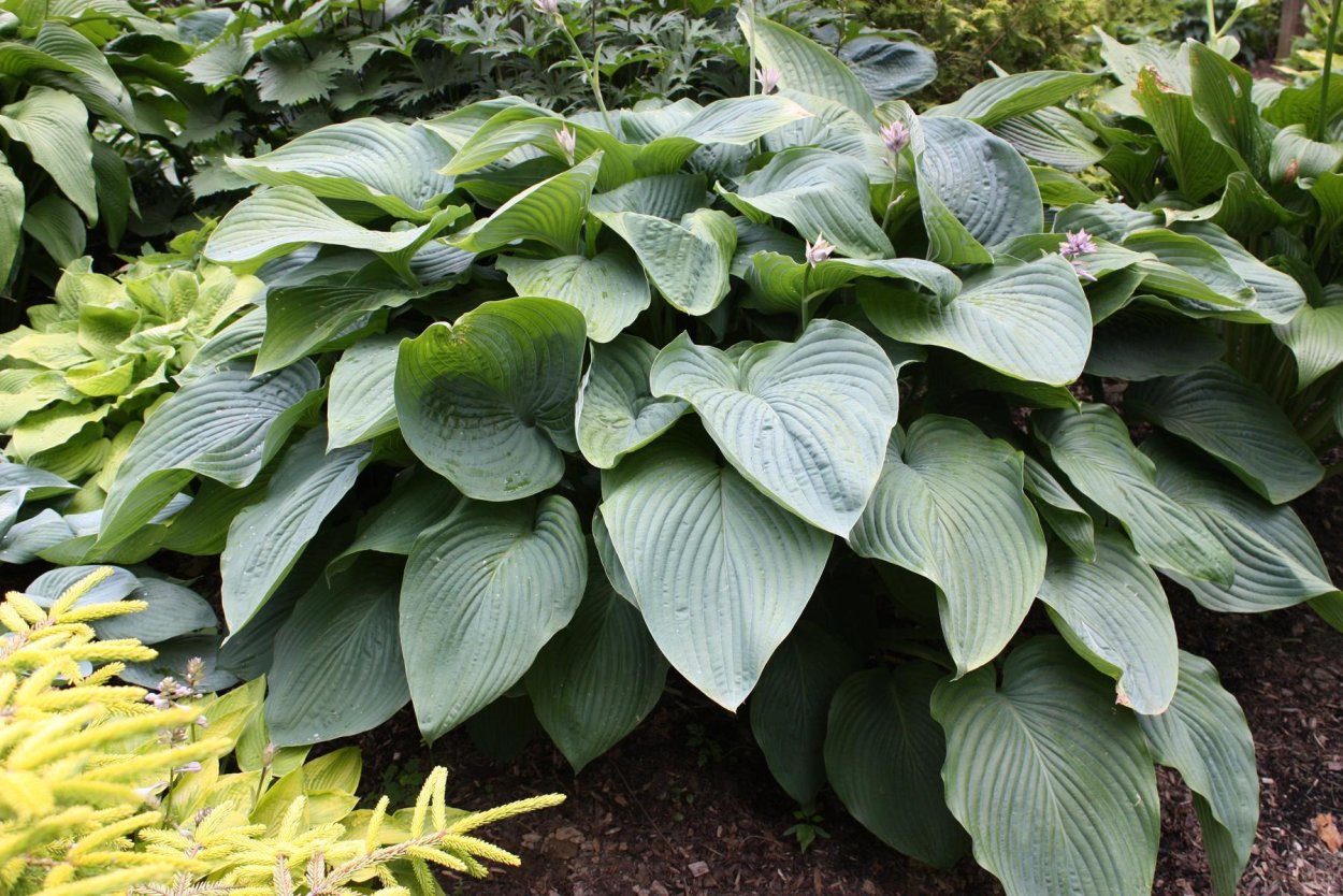 Хоста (Hosta &#96;Empress Wu&#96;)