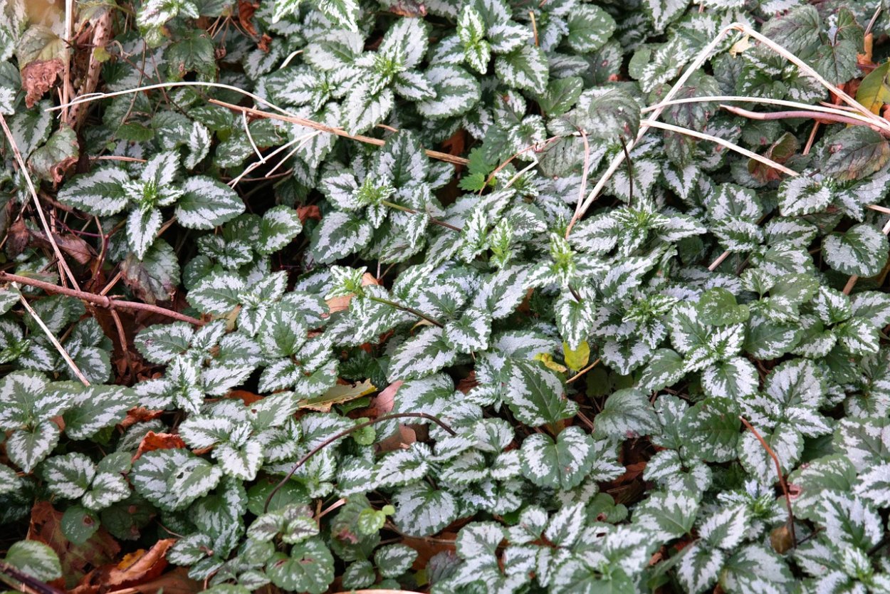 Брелок-пейджер Mongoose LS 9000d