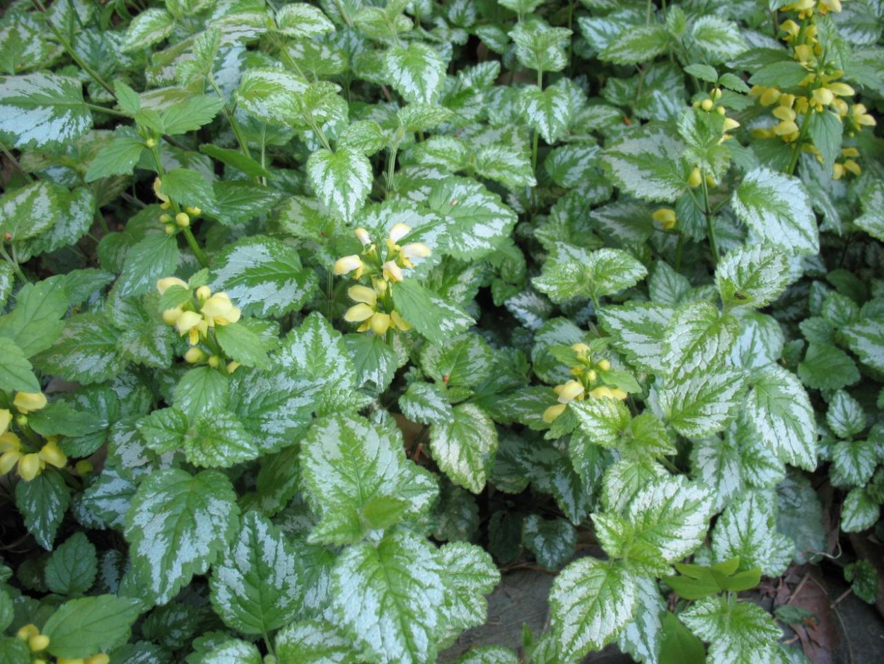 Яснотка зеленчуковая